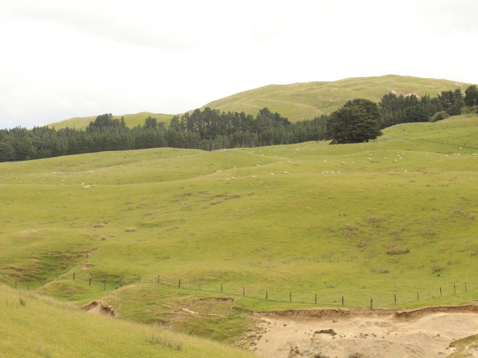 966 Oporae Road, Dannevirke