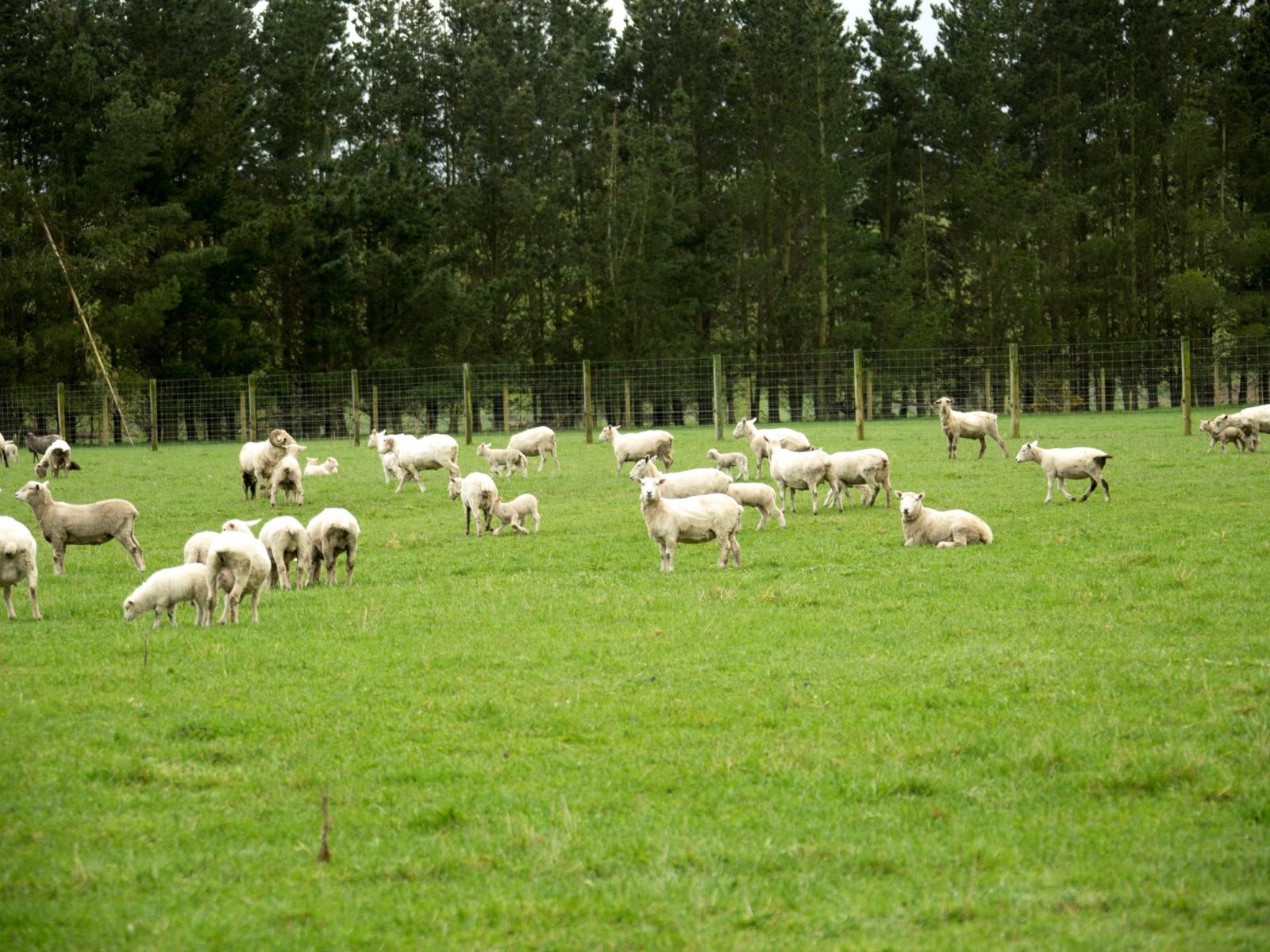 690 Taiko Road, Timaru
