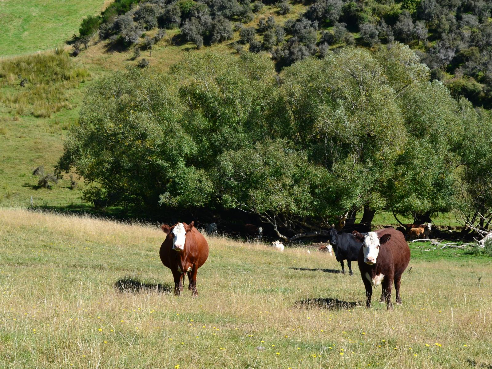 86 West-Maerewhenua Road, Oamaru