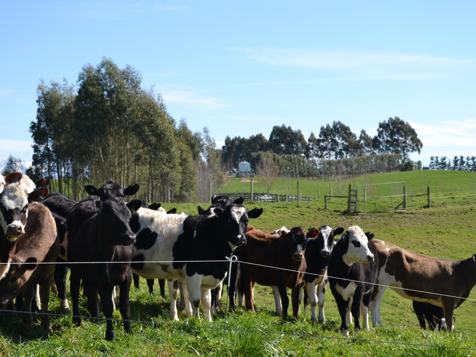 665 Dunrobin Road, Five Forks