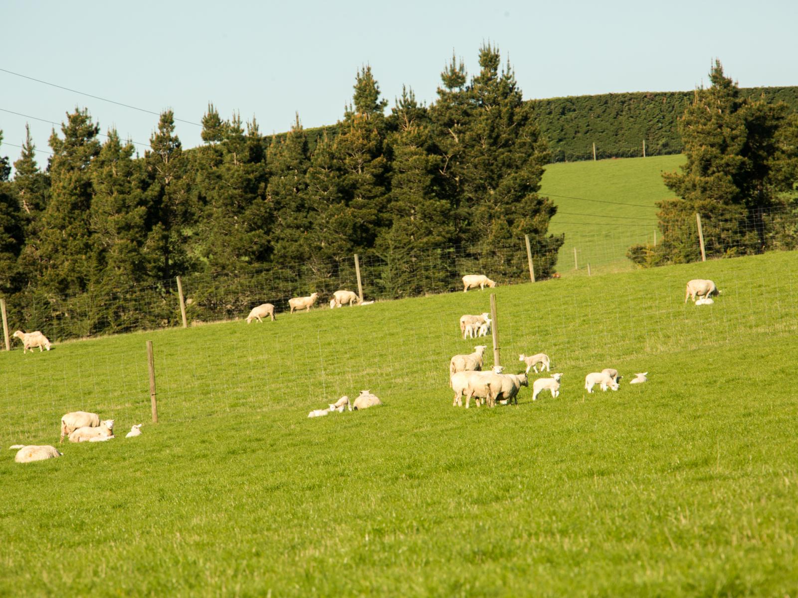 171 Monavale Road, Albury