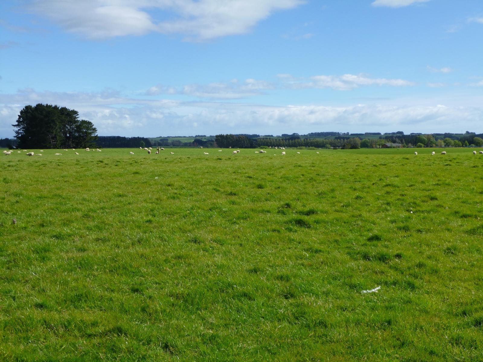 496B Lethbridge Road, Feilding West