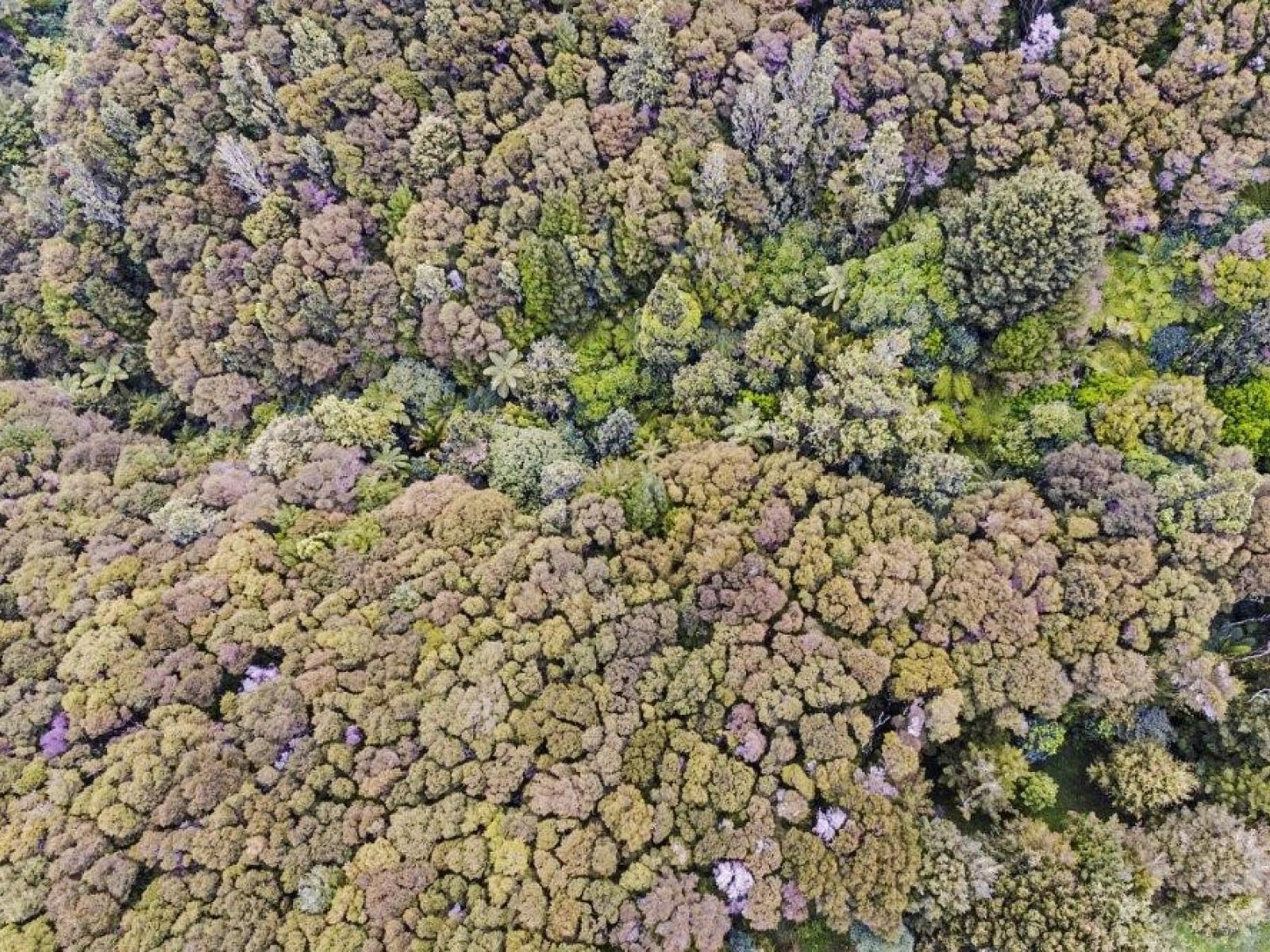 509A Old Maratoto Road, Hikutaia