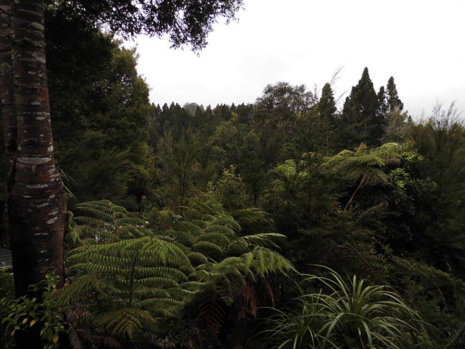 509A Old Maratoto Road, Hikutaia