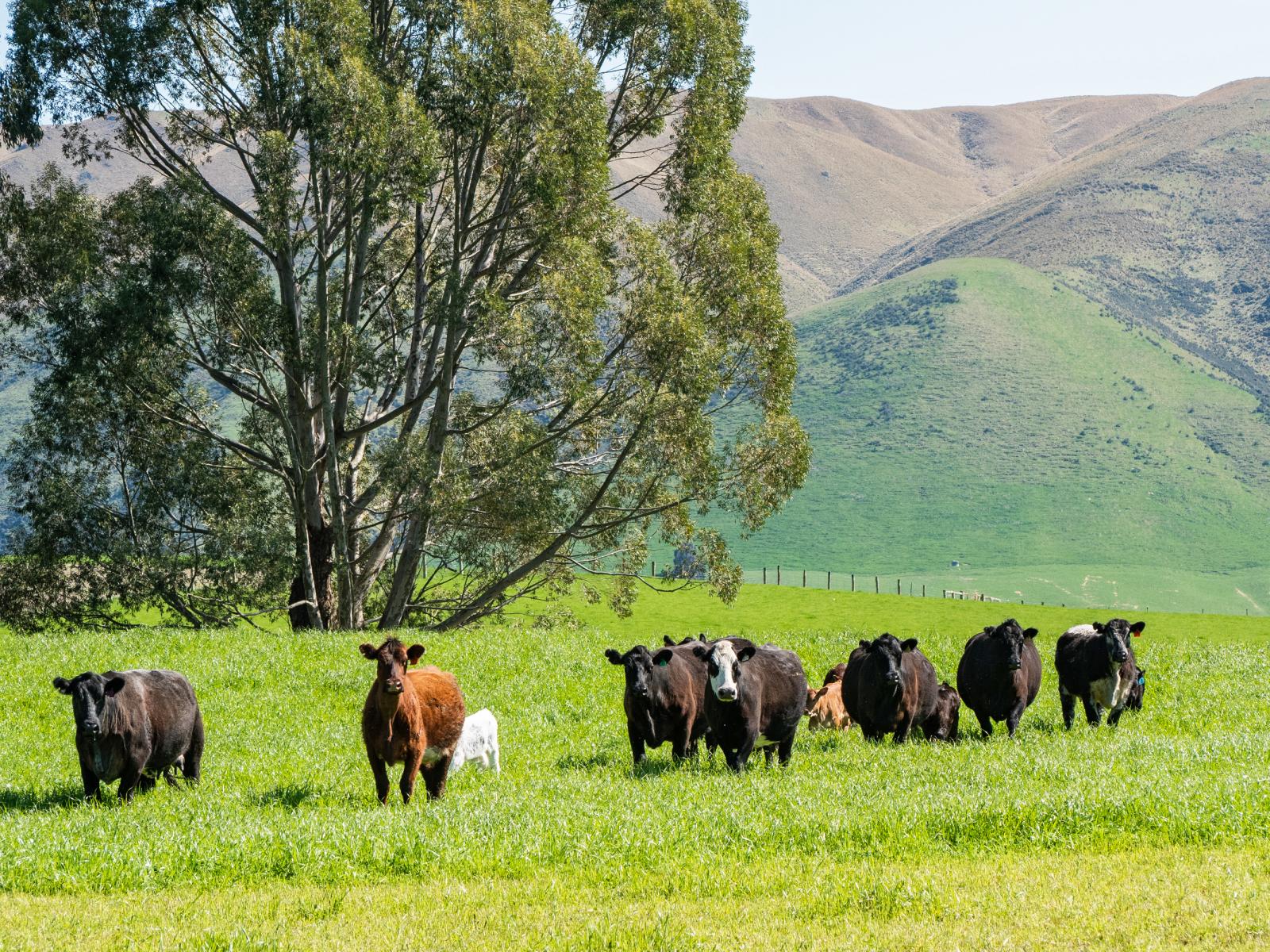 958 Waihaorunga Back Road, Waimate