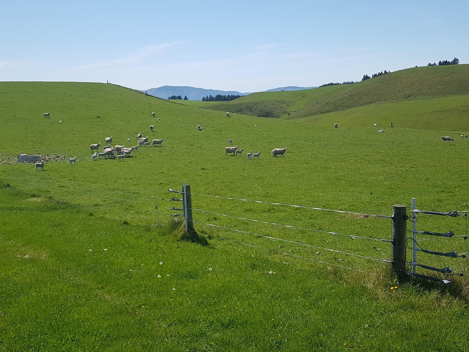 958 Waihaorunga Back Road, Waimate