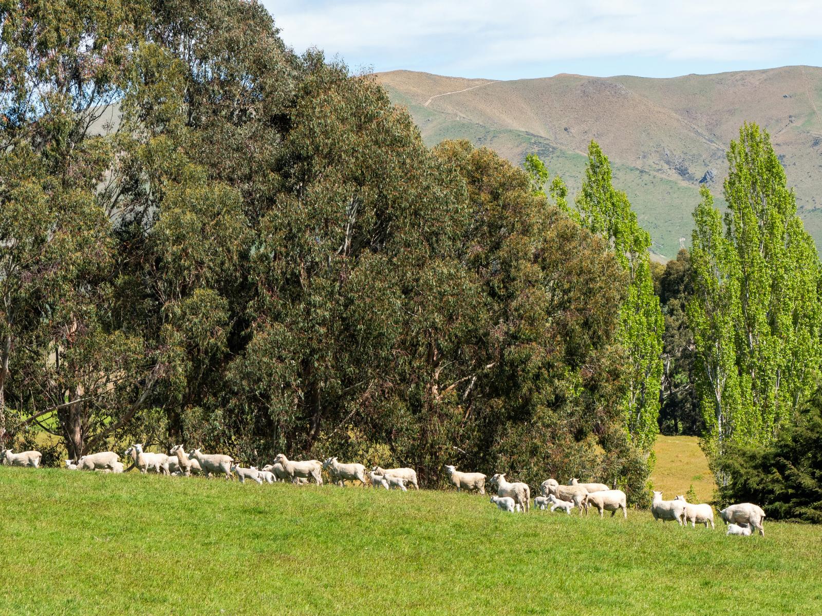 958 Waihaorunga Back Road, Waimate