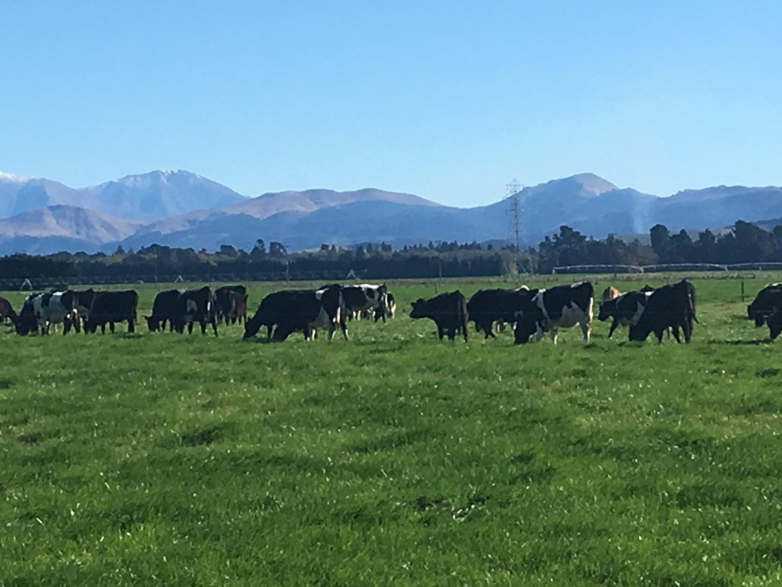 Hartnells Road, Hororata