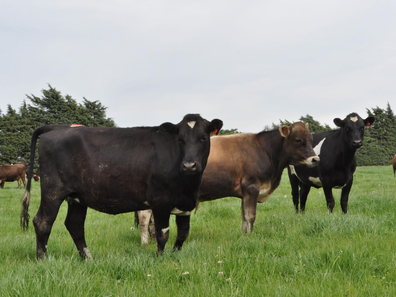 Hartnells Road, Hororata