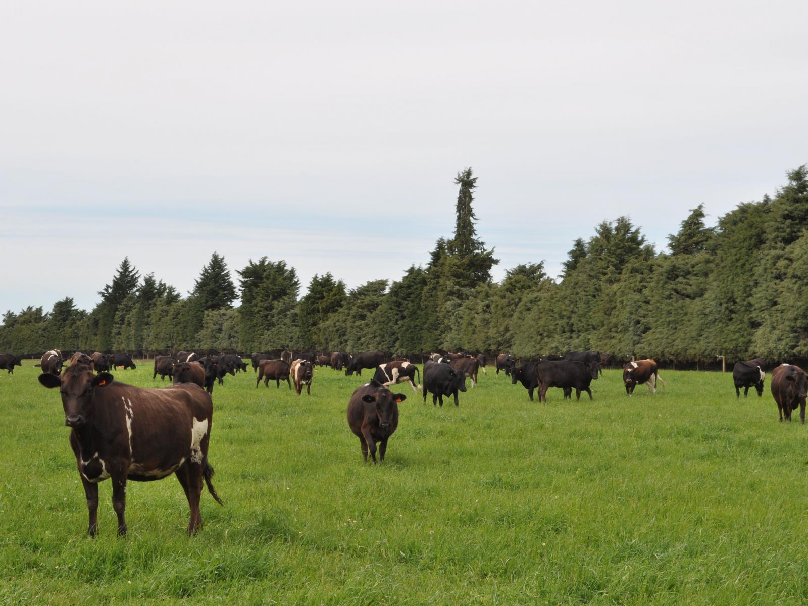 Hartnells Road, Hororata