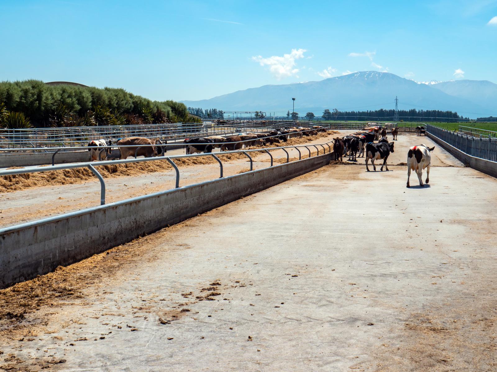 102 Anama Station Road, Mayfield