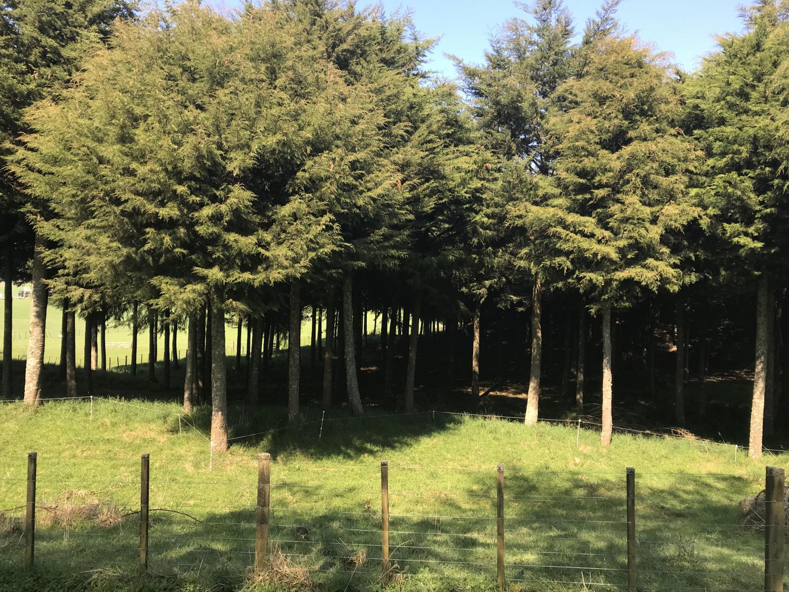 67 Tangye Road, Oruanui