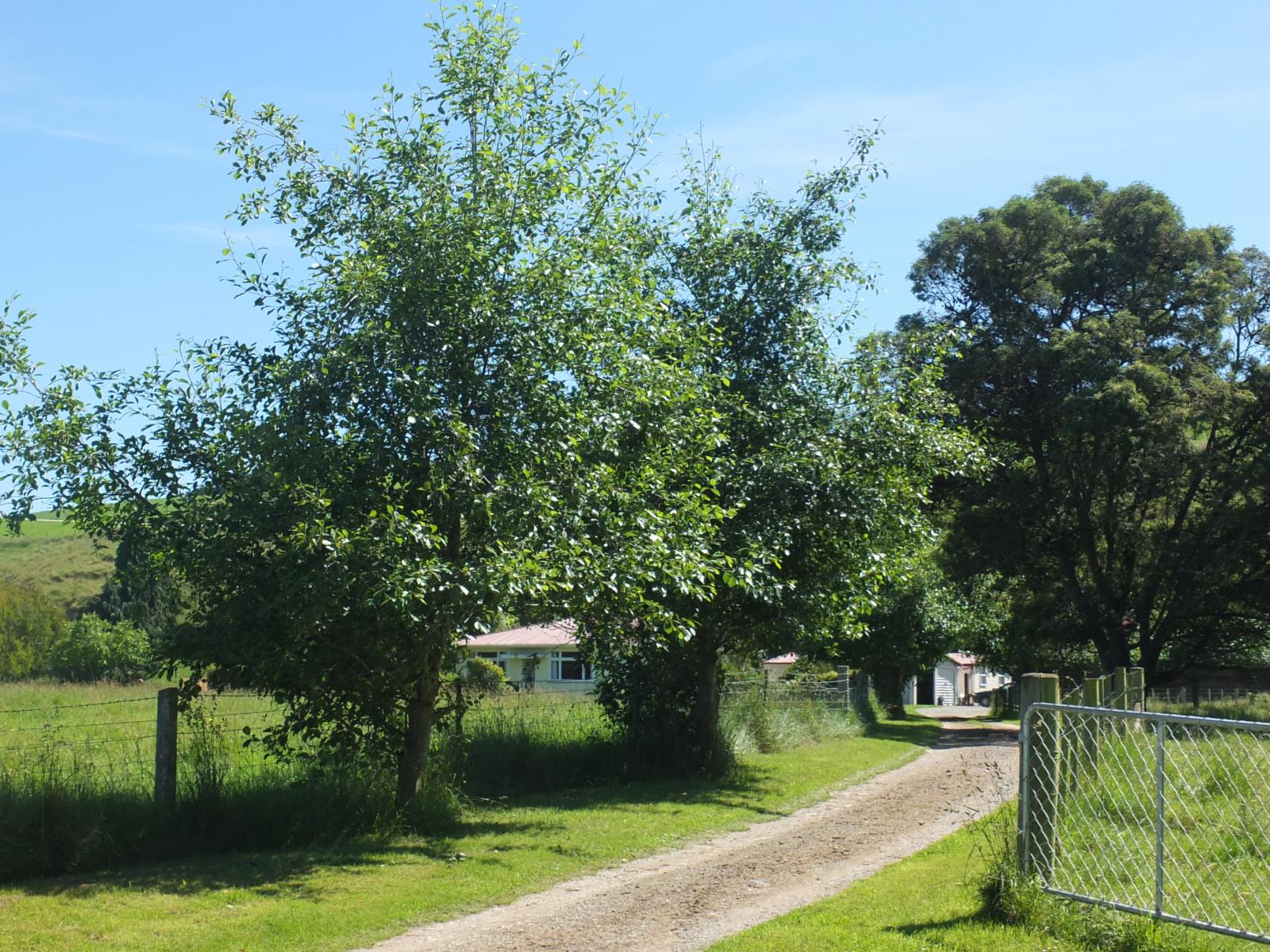 1720 Kakanui Valley Road, Five Forks