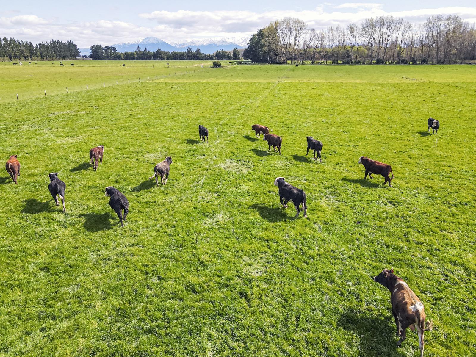 1064 Ashburton Staveley Road, Greenstreet