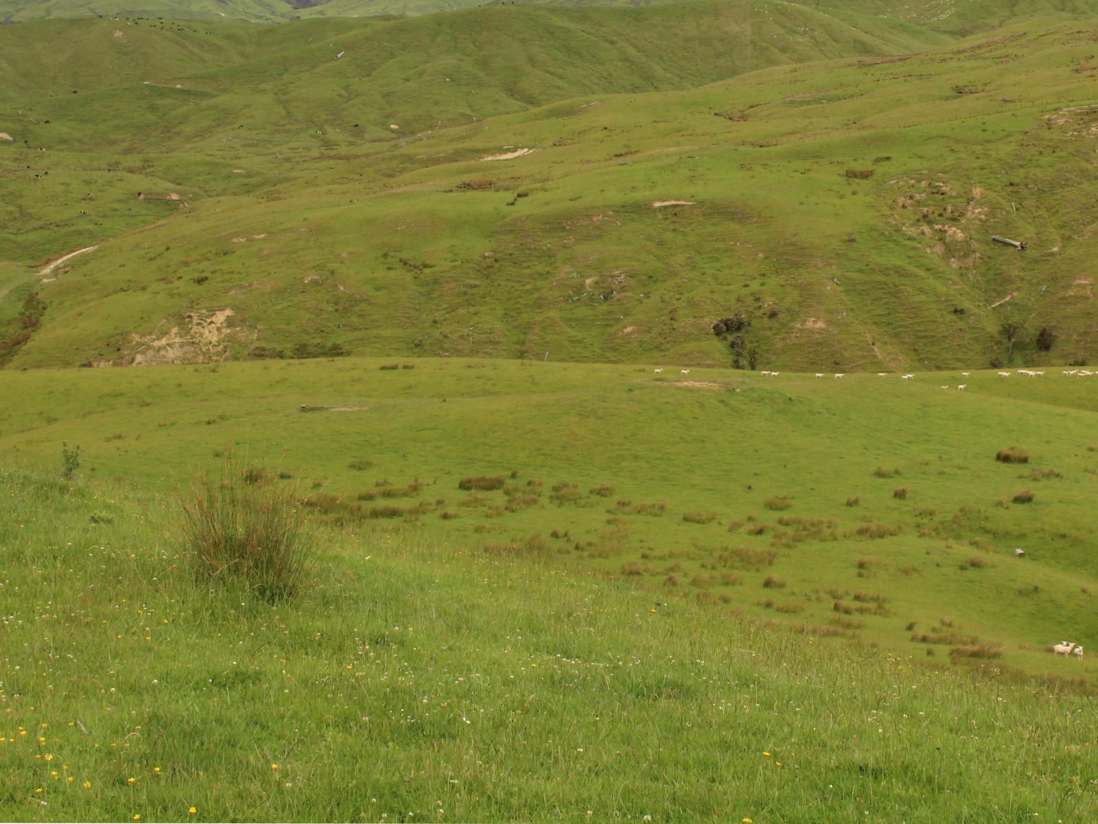 966 Oporae Road, Dannevirke