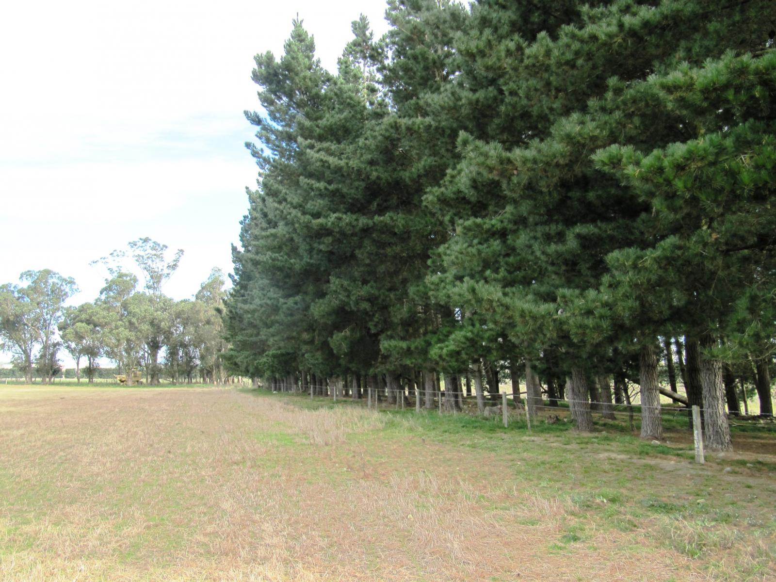 Blue Cliffs Road, Waimate