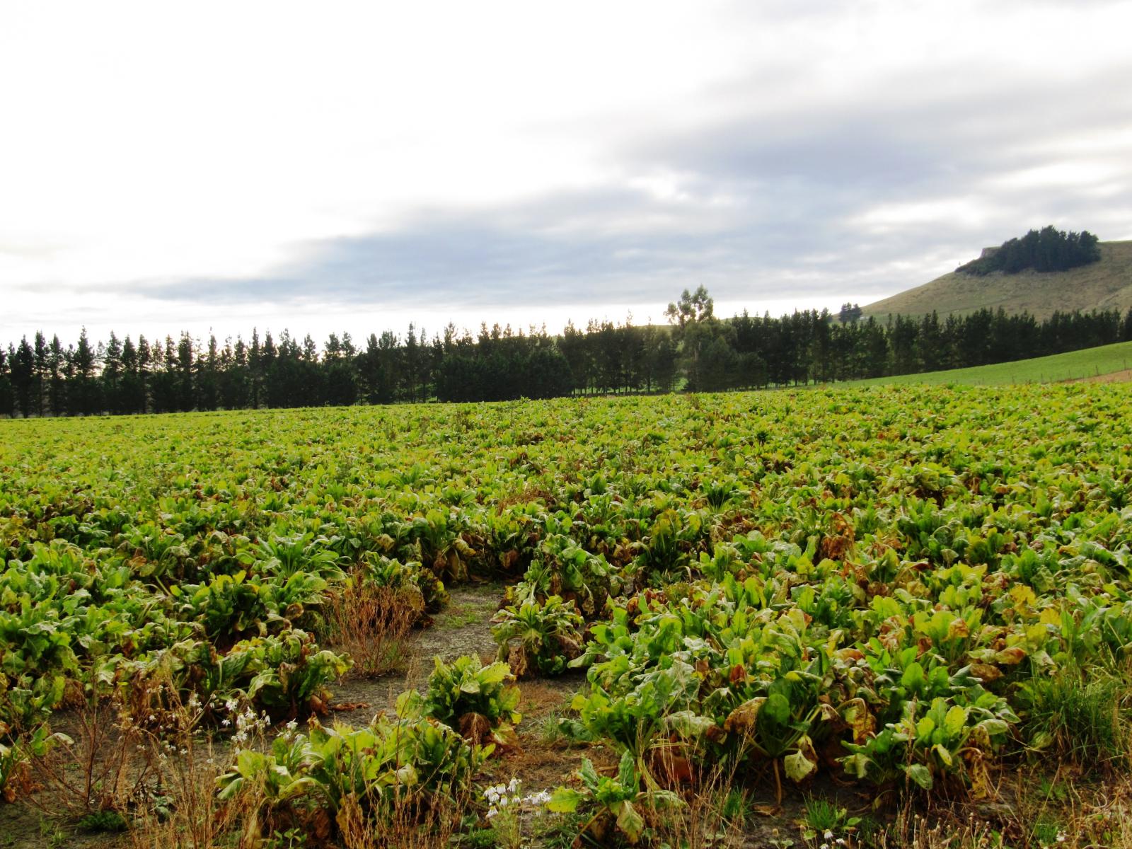 690 Taiko Road, Timaru