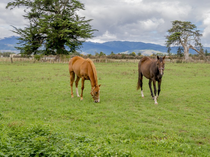 213 Hokio Beach Road, Levin
