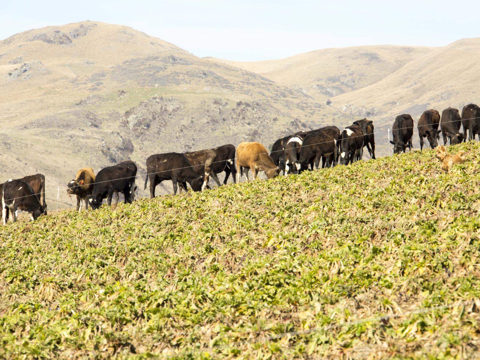 761 Mt Nessing Road, Albury