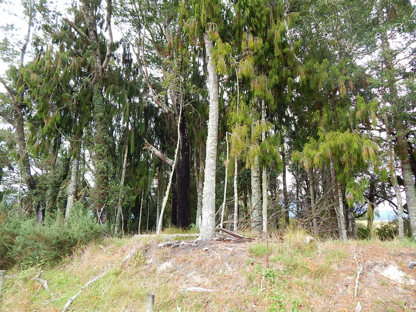 1,3,4,6,7,9, Rimu Terrace, Buller Surrounds