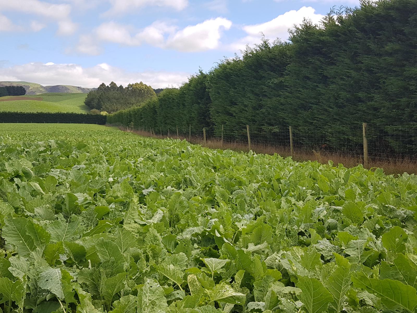 46 Taiko Hall Road, Taiko