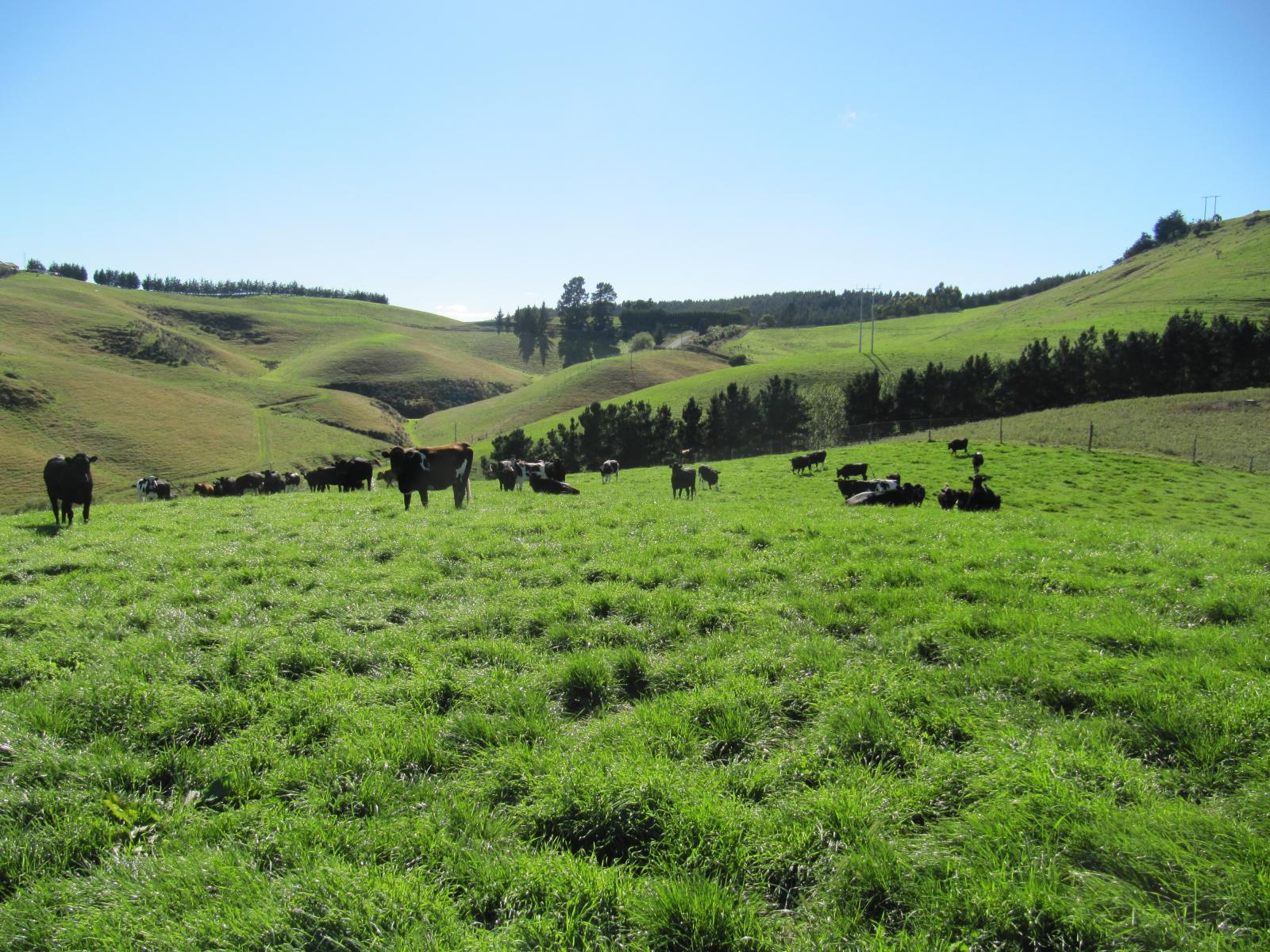 46 Taiko Hall Road, Taiko