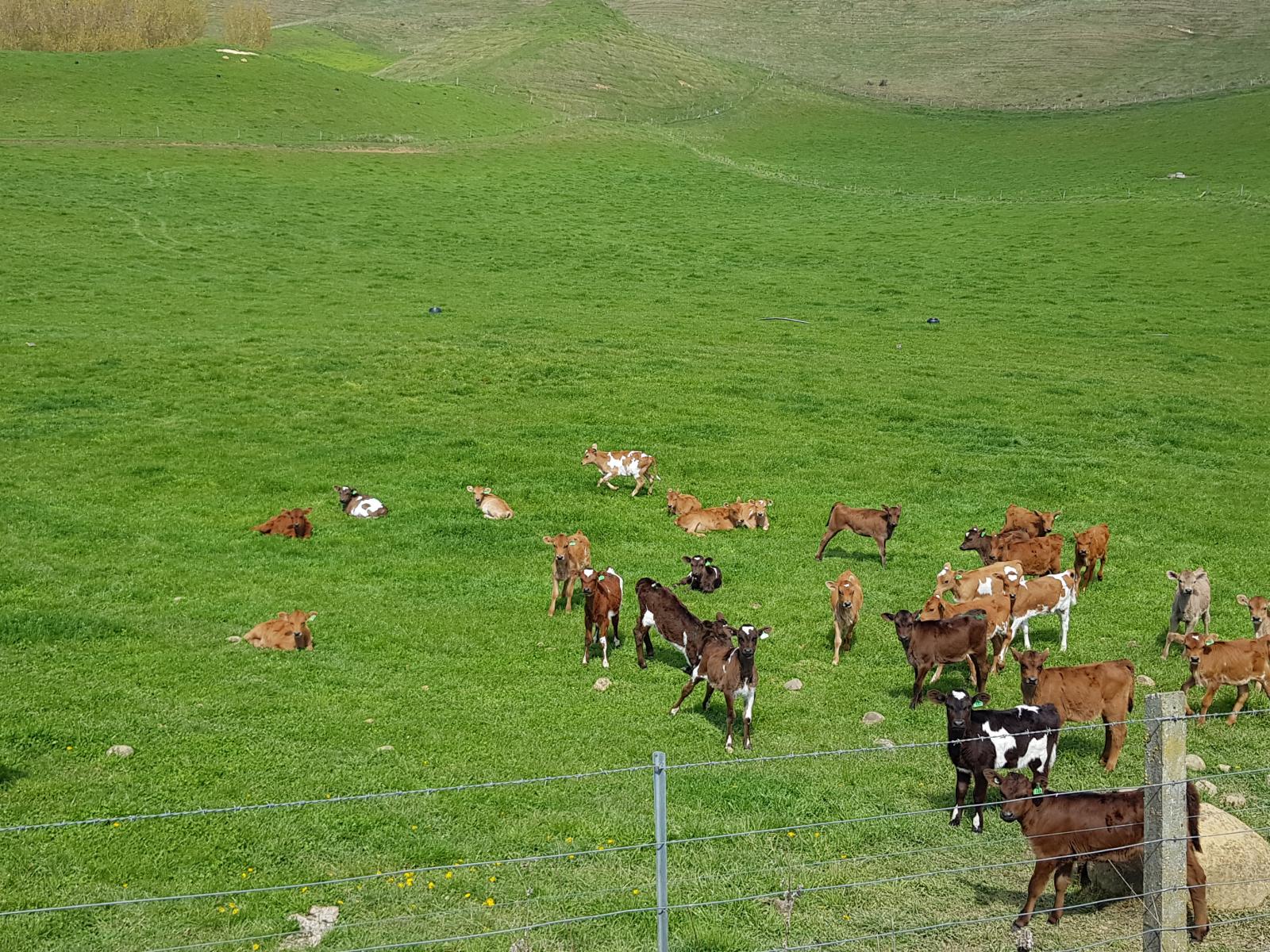 129 Shearers Hill Road, Waimate