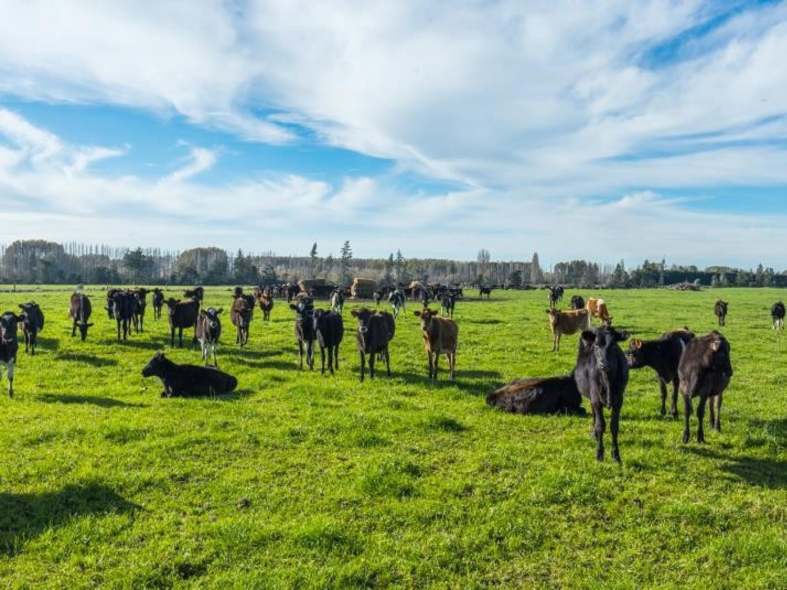 2058 Ashburton Staveley Road, Ashburton