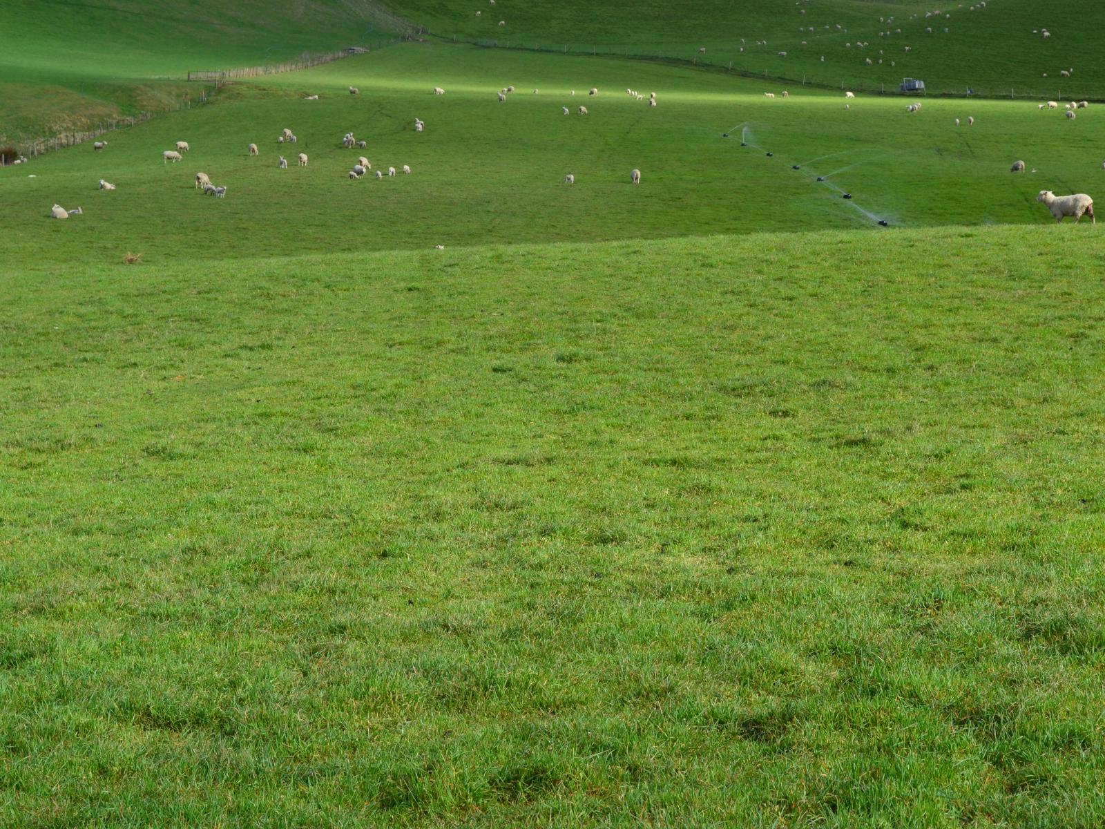 601 Ngapara-Georgetown Road, Georgetown