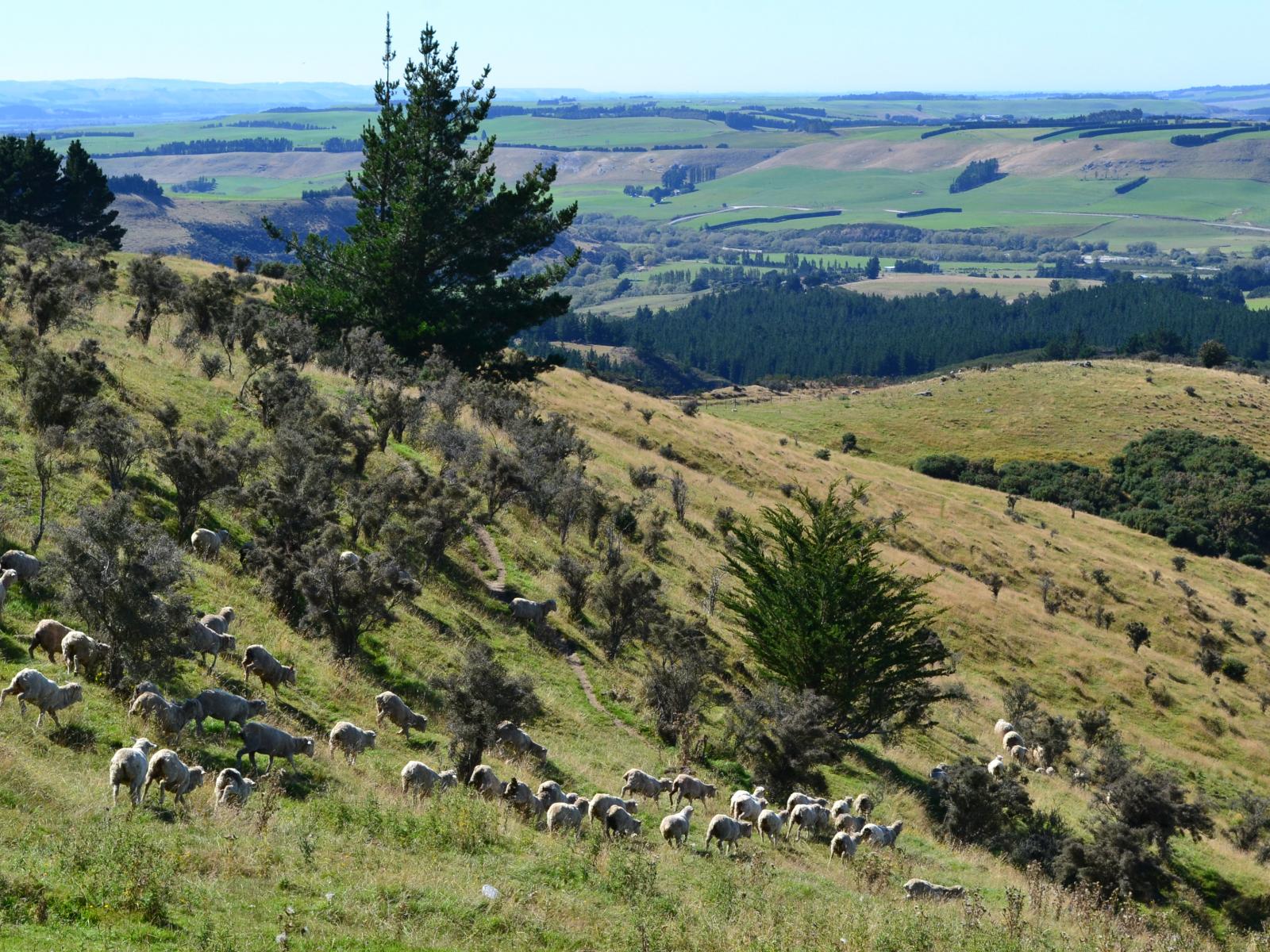 86 West-Maerewhenua Road, Oamaru