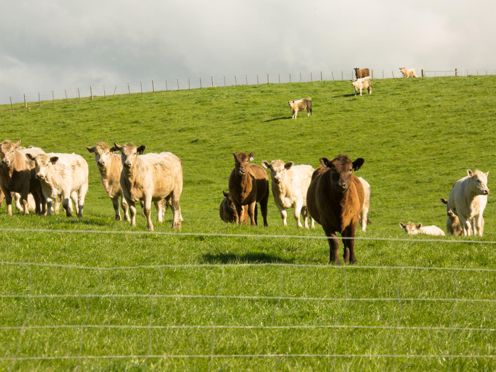 171 Monavale Road, Albury