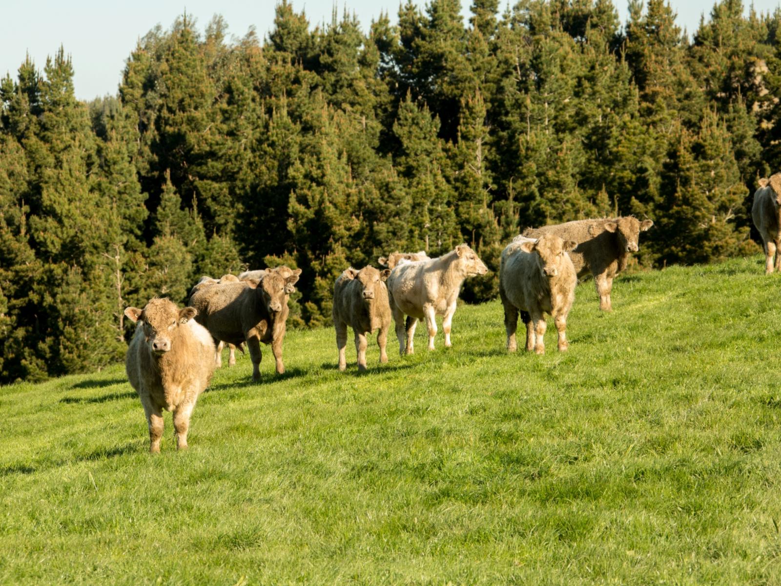 91 Nelsons Road, Albury