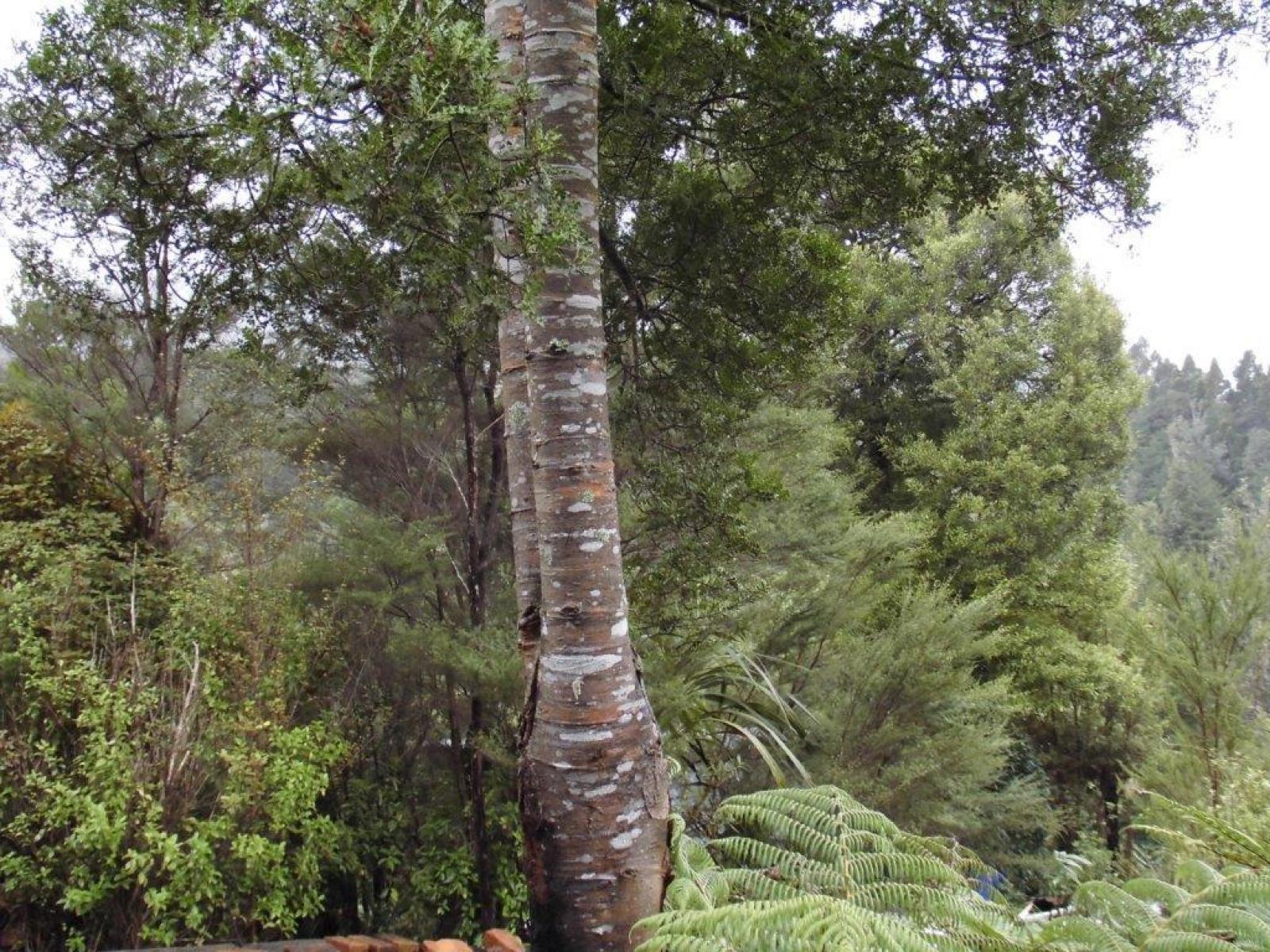 509A Old Maratoto Road, Hikutaia