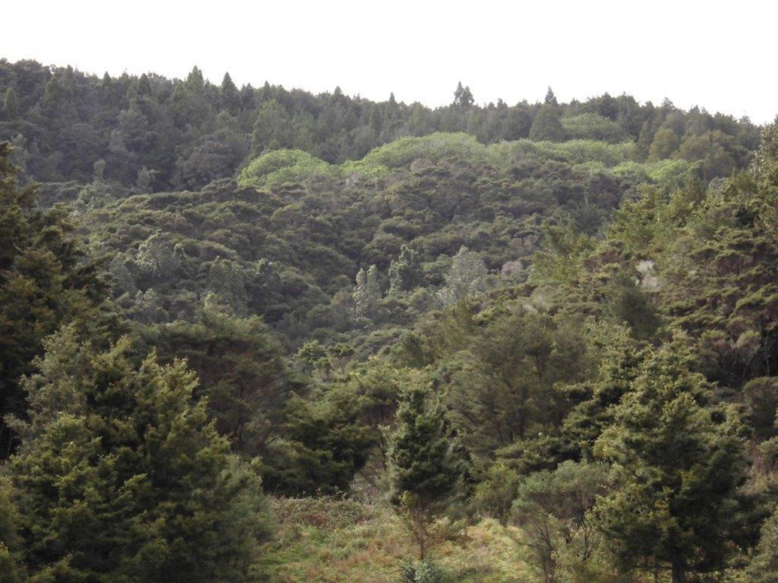 509A Old Maratoto Road, Hikutaia