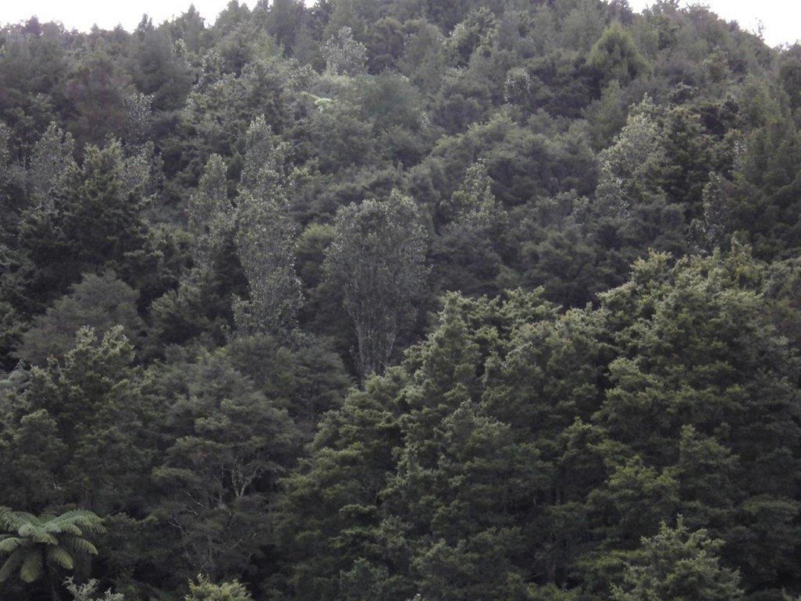 509A Old Maratoto Road, Hikutaia