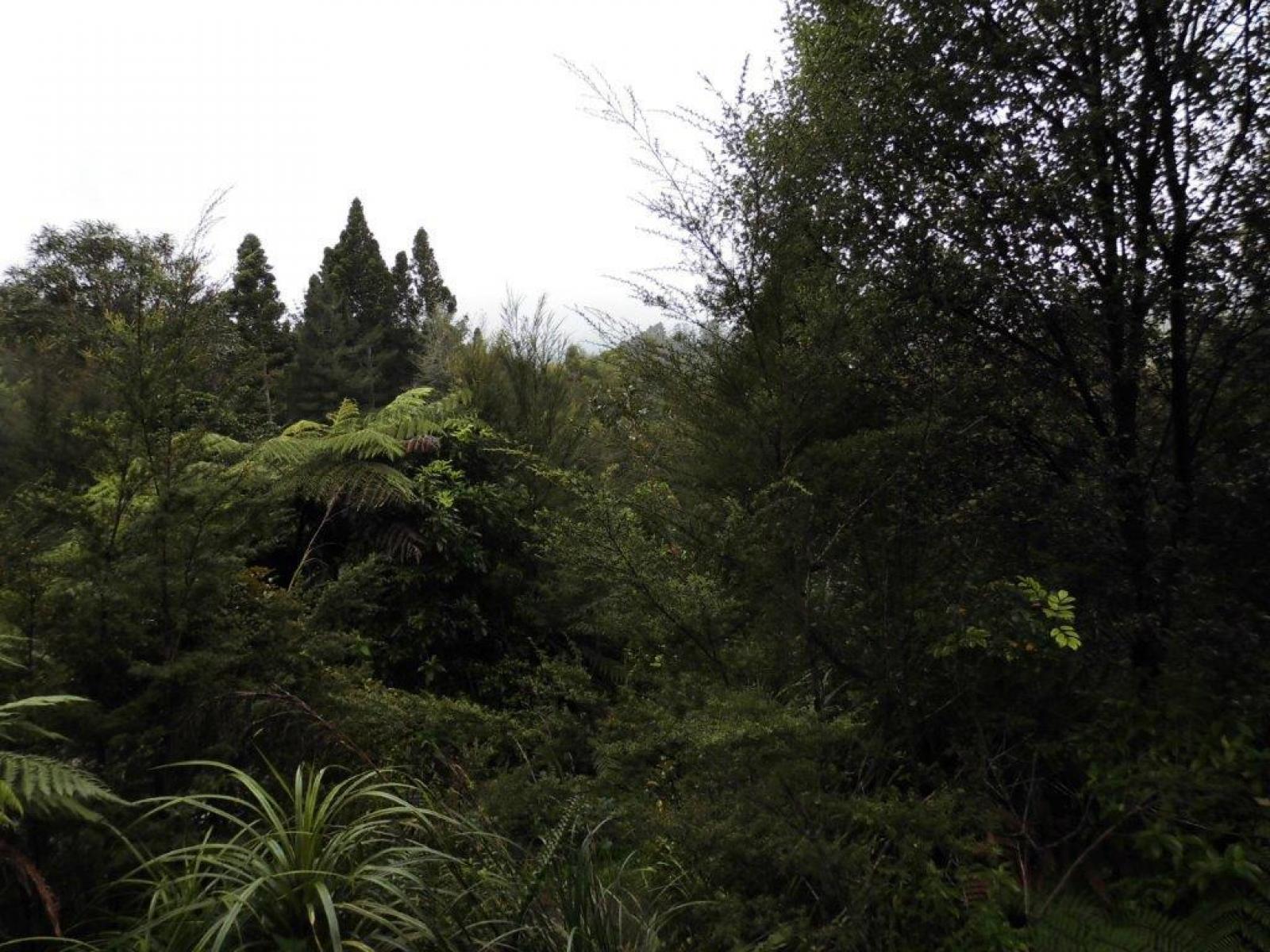 509A Old Maratoto Road, Hikutaia