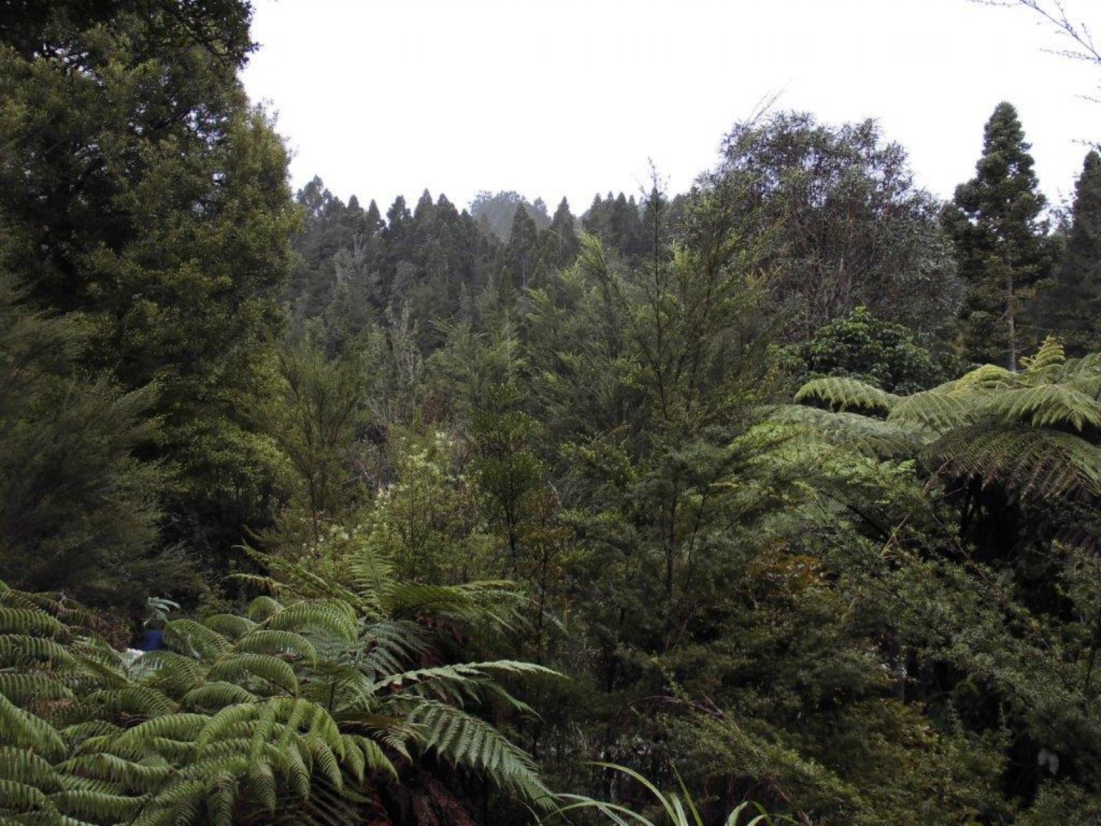 509A Old Maratoto Road, Hikutaia