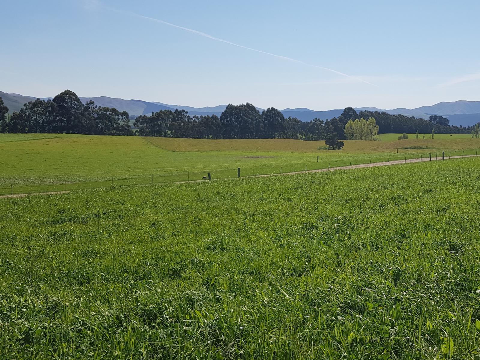 958 Waihaorunga Back Road, Waimate