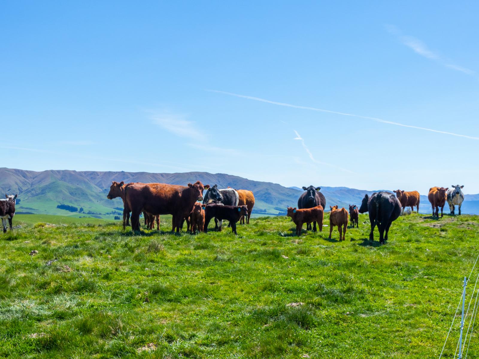 958 Waihaorunga Back Road, Waimate
