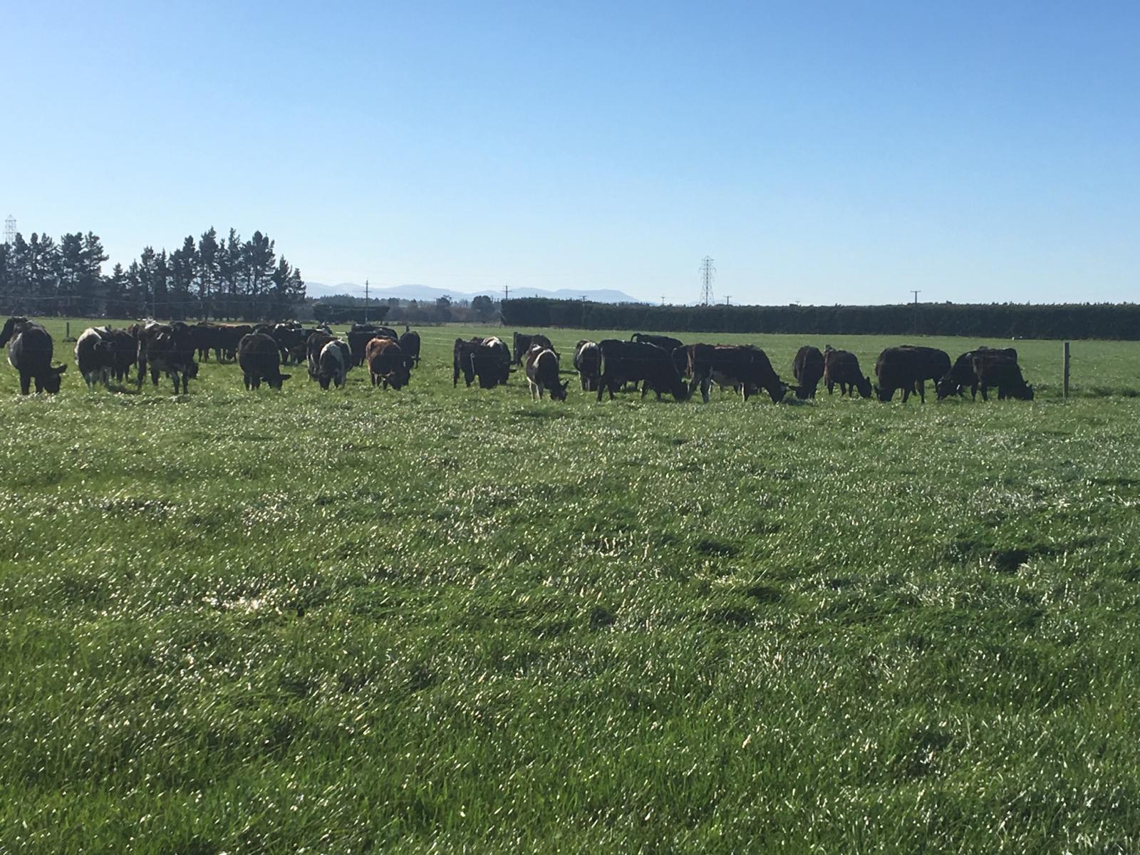 Hartnells Road, Hororata