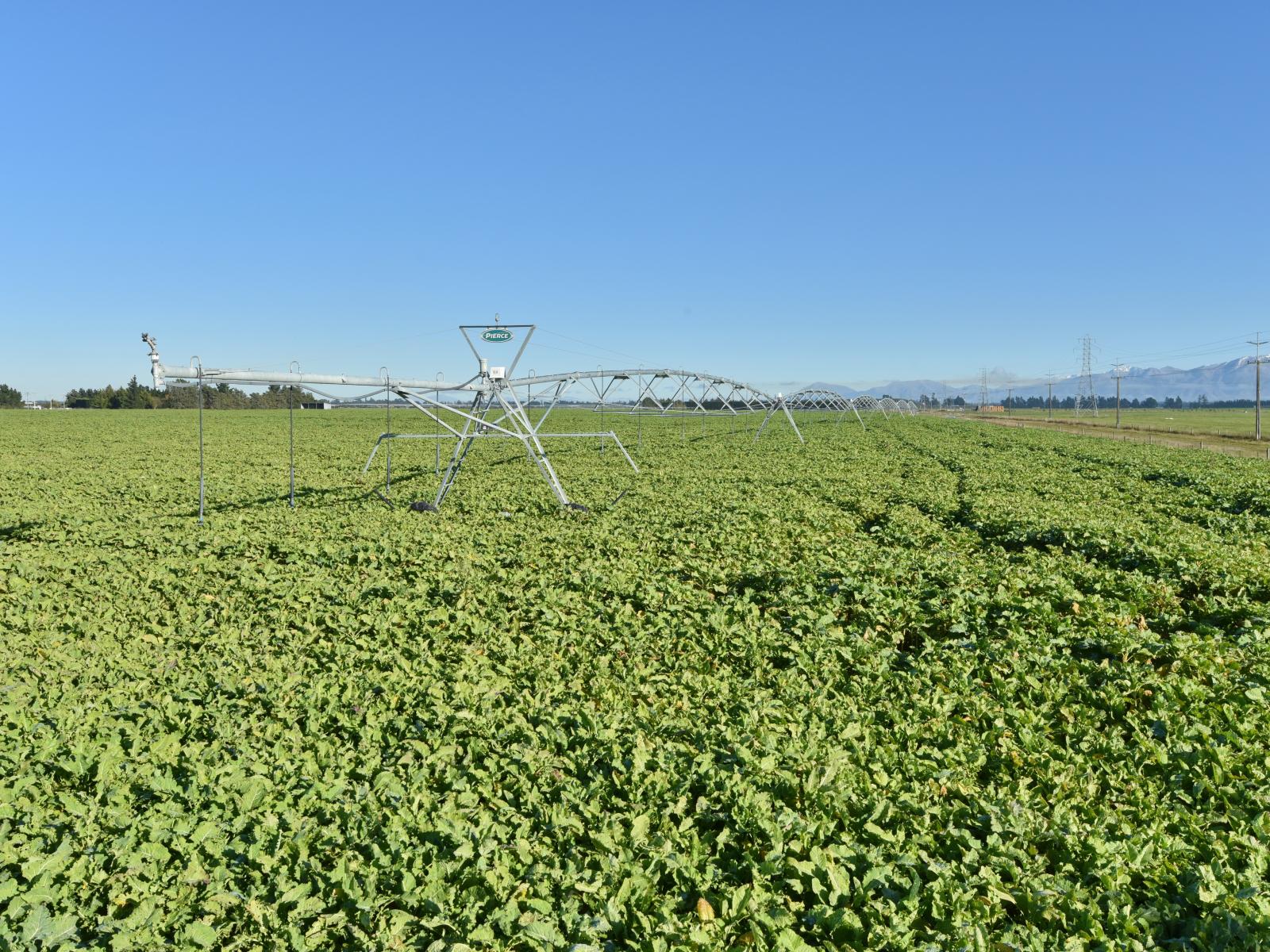 Hartnells Road, Hororata