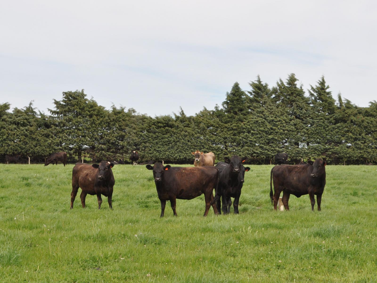 Hartnells Road, Hororata