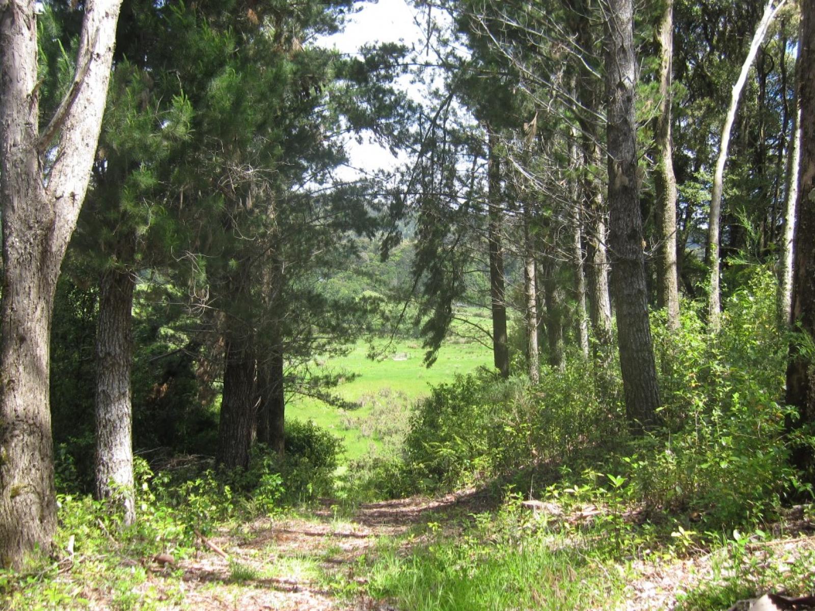 18 Maori CreekRoad, Marsden