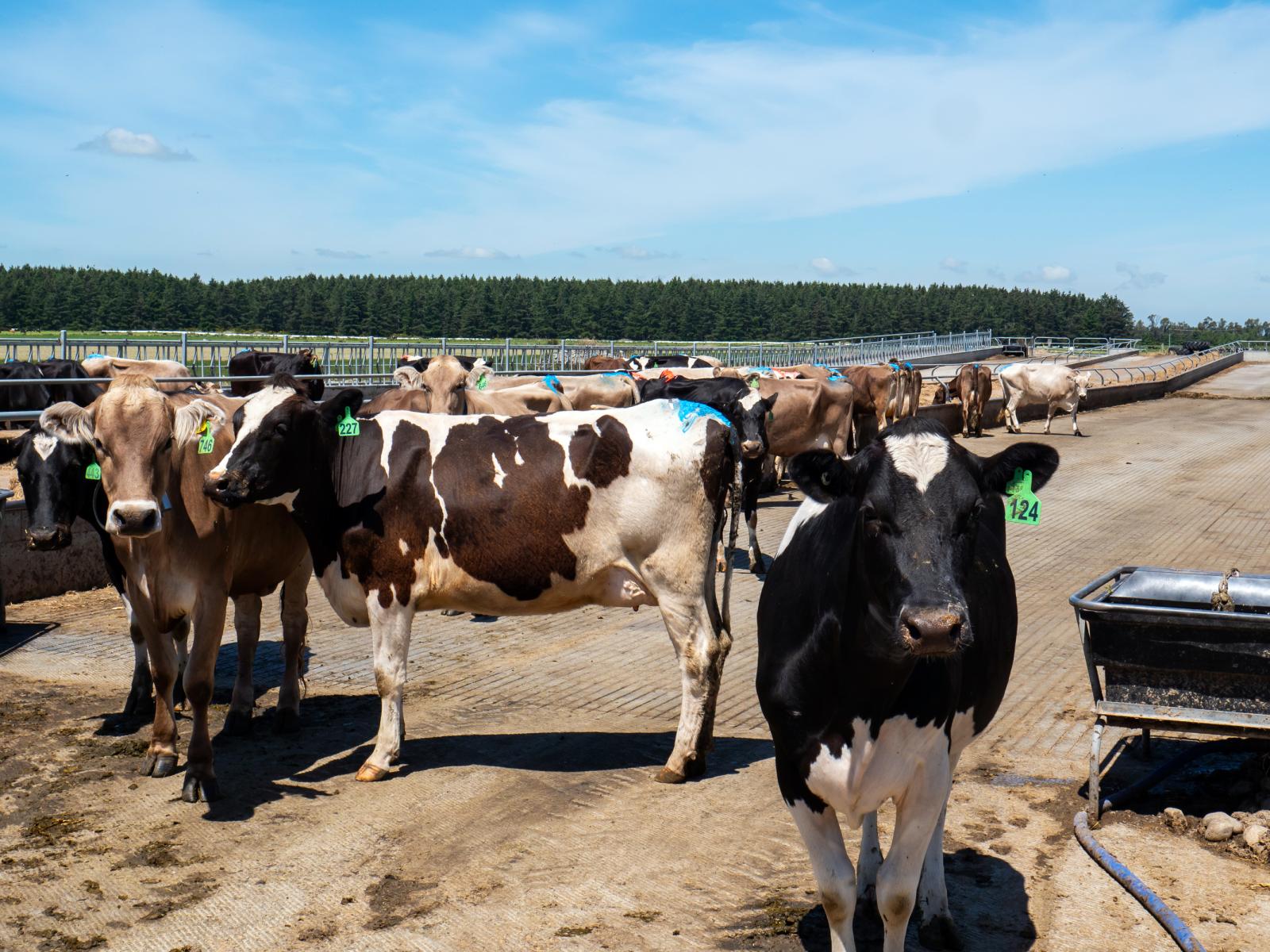 102 Anama Station Road, Mayfield