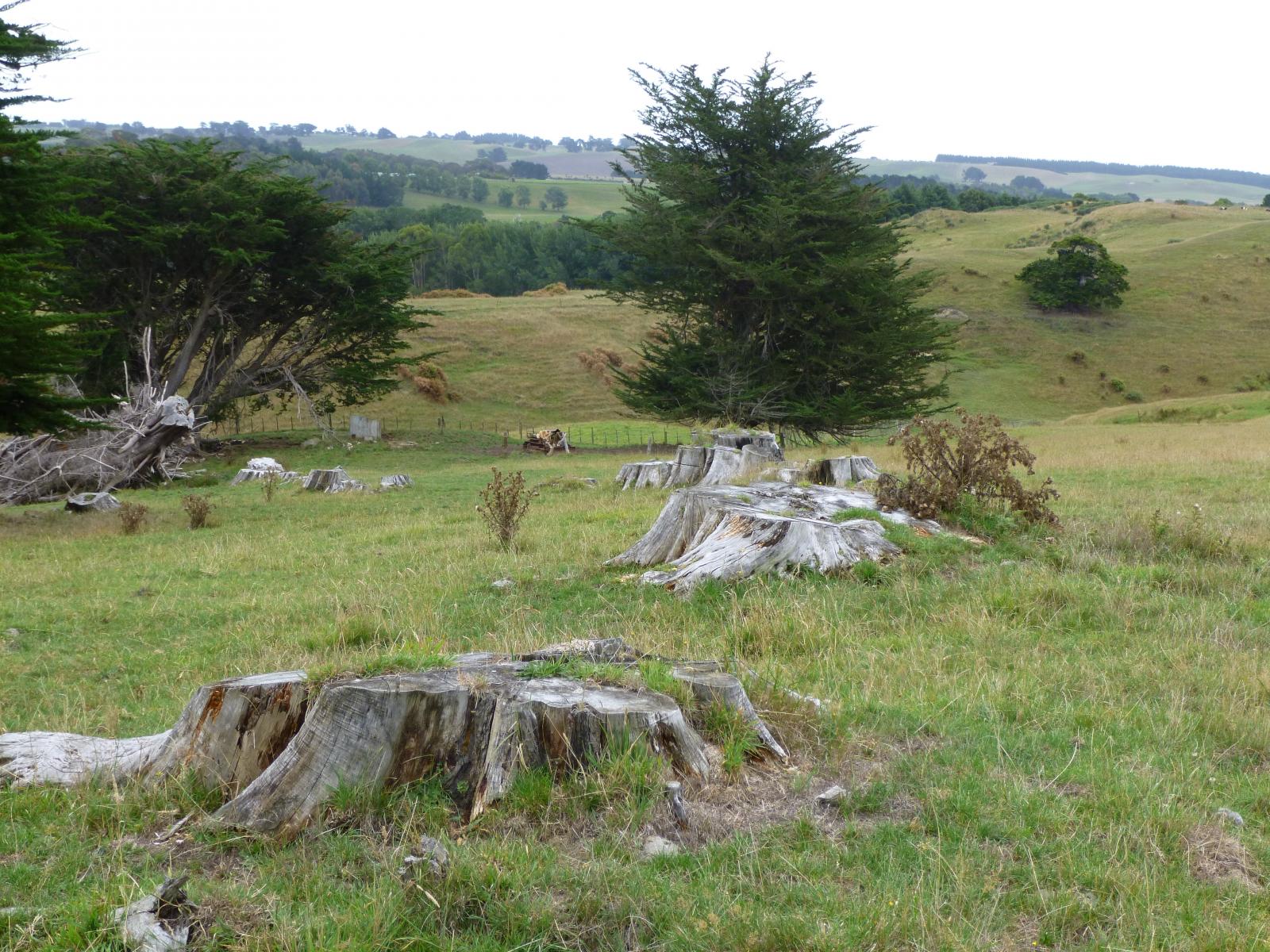 145 Ranfurly Road, Feilding