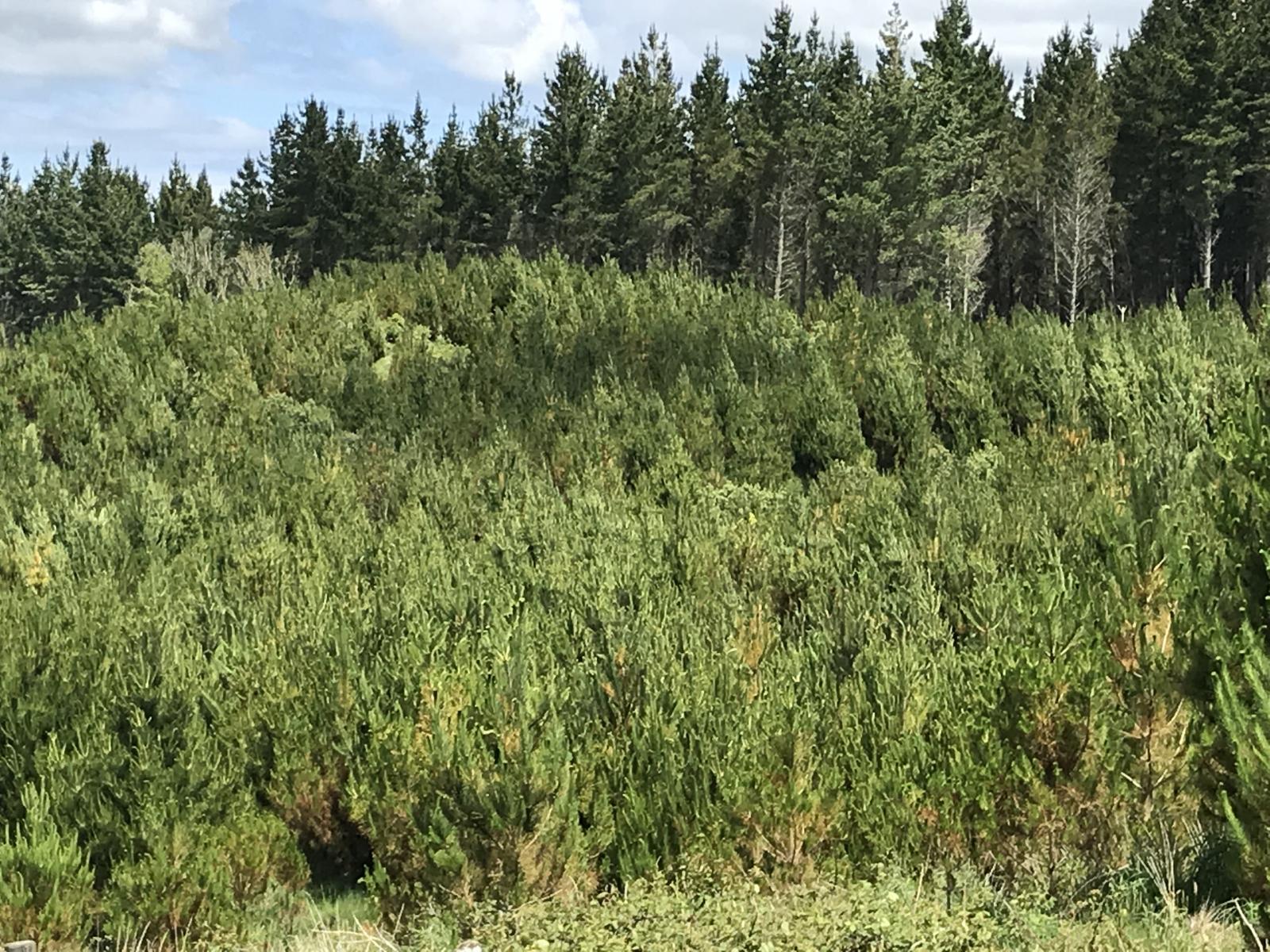 67 Tangye Road, Oruanui