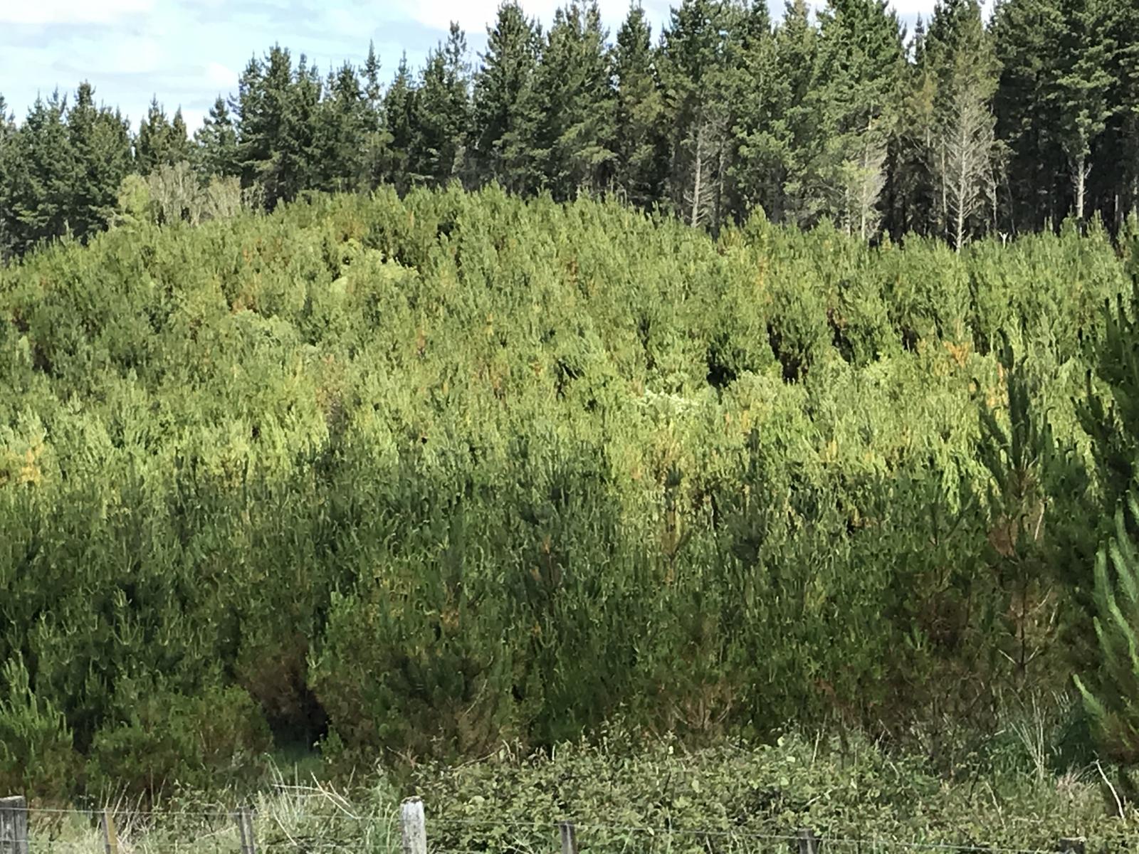 67 Tangye Road, Oruanui