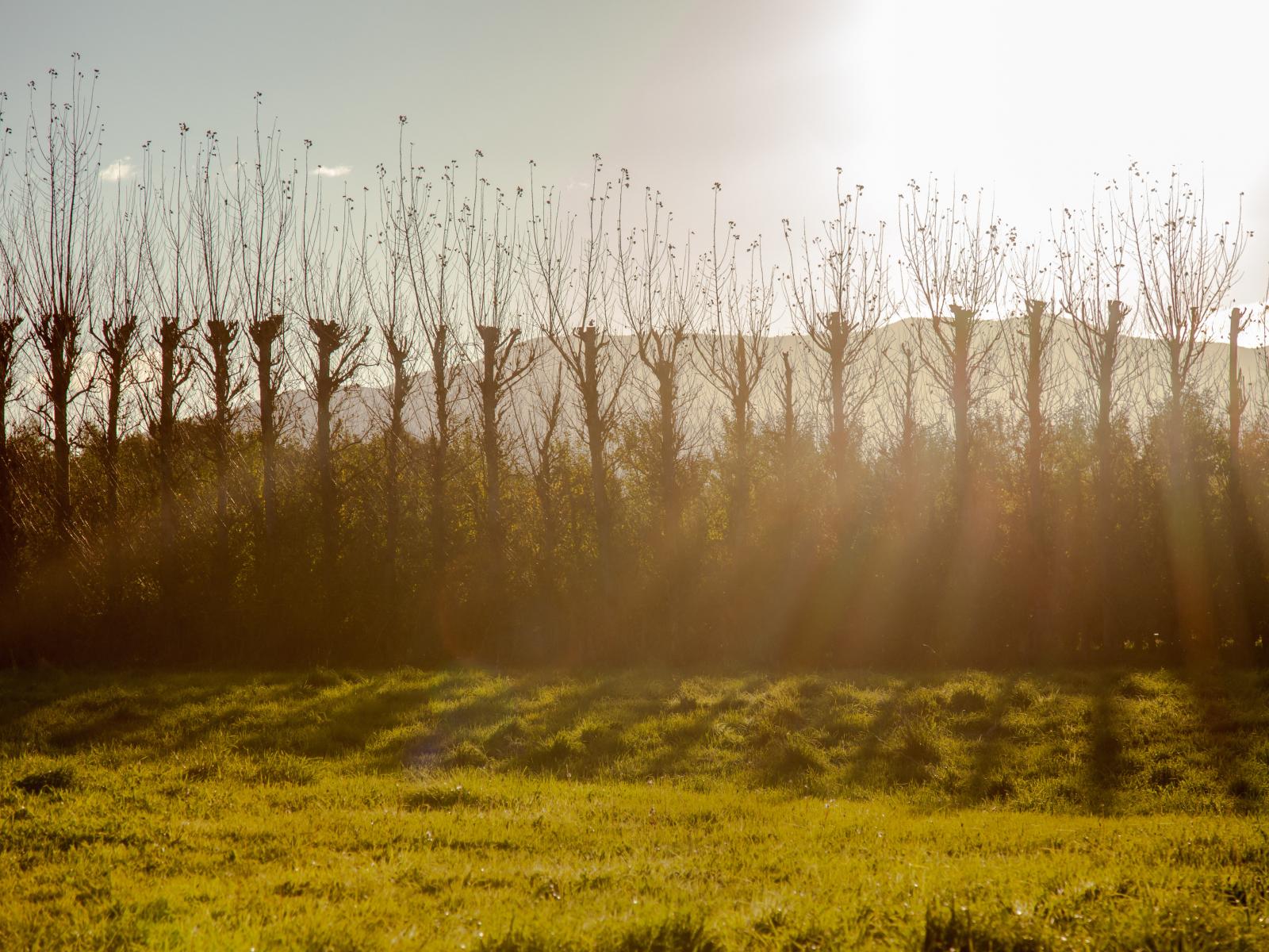 21, Farley Avenue, Greytown