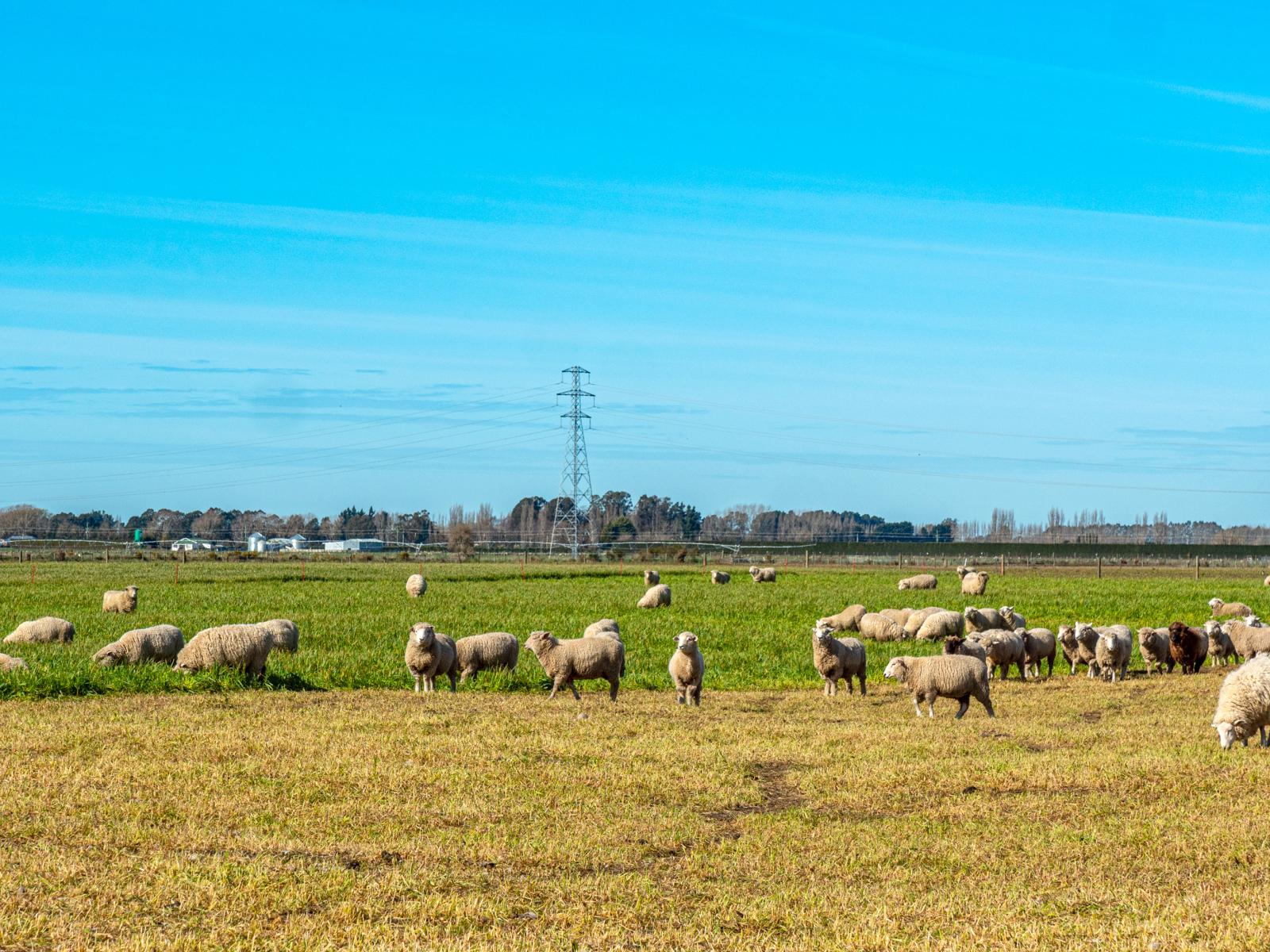 1248 Peel Forest Road, Peel Forest