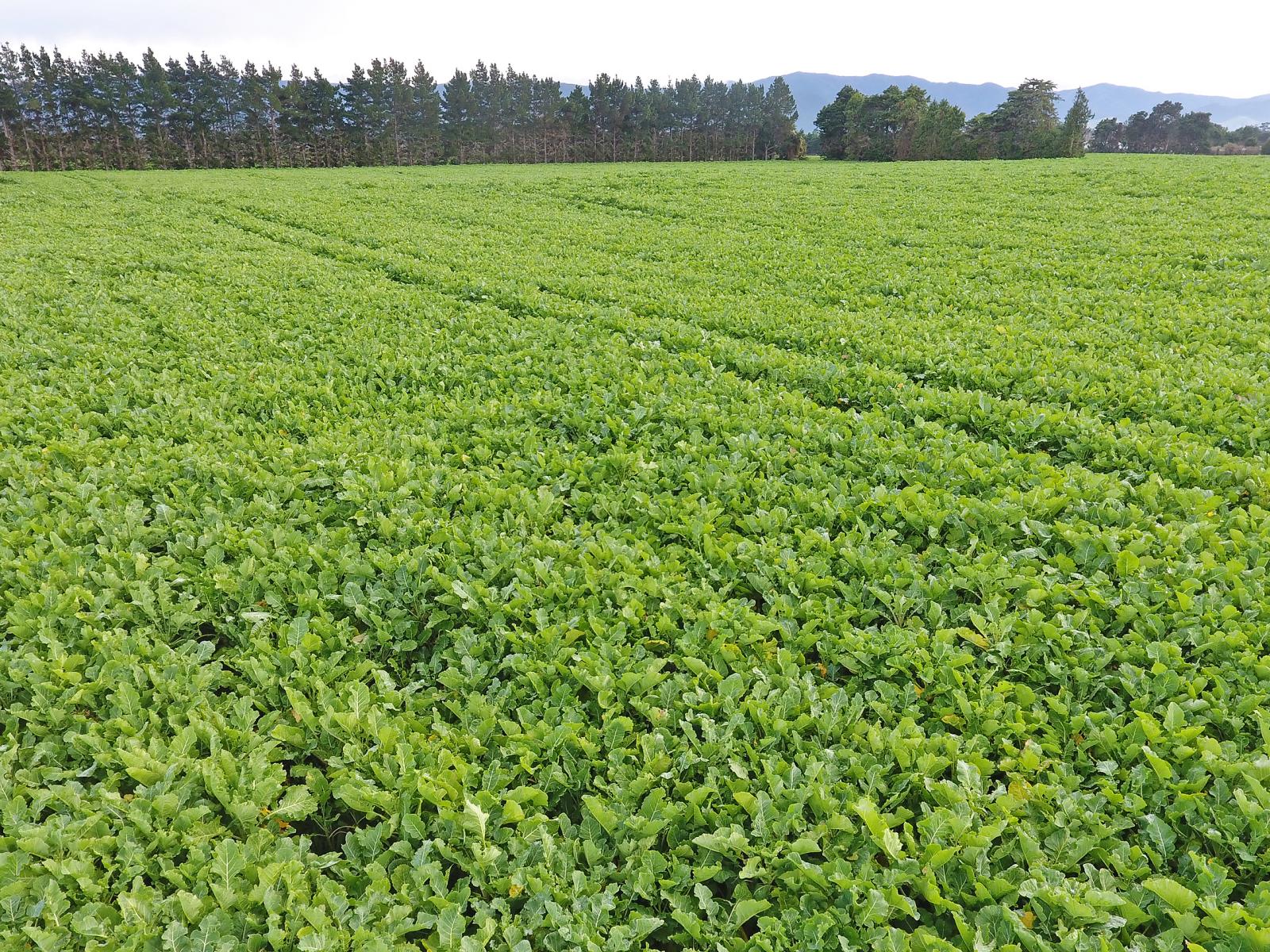 Lot 2 No 1 Line, Tauherenikau